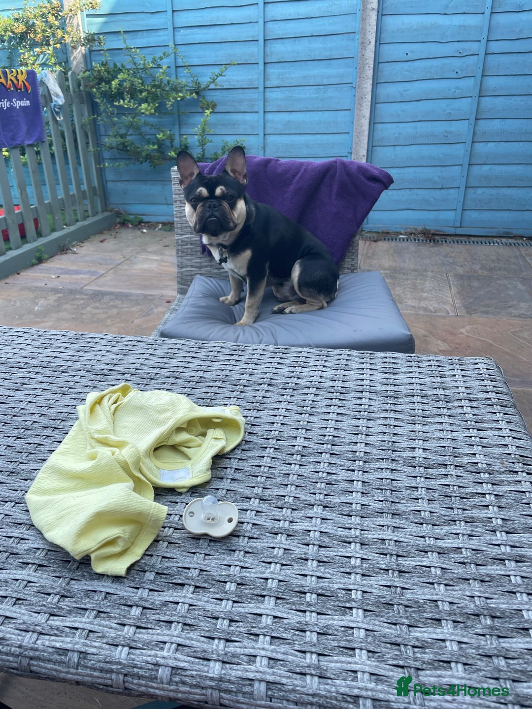 French Bulldog dogs for sale: 18 months old Black and tanned French bulldog  in Dunstable - Advert 4