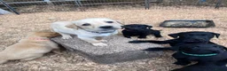 Labrador Retriever dogs for sale: KC Registered Black & Yellow Labrador Puppies - Advert 9