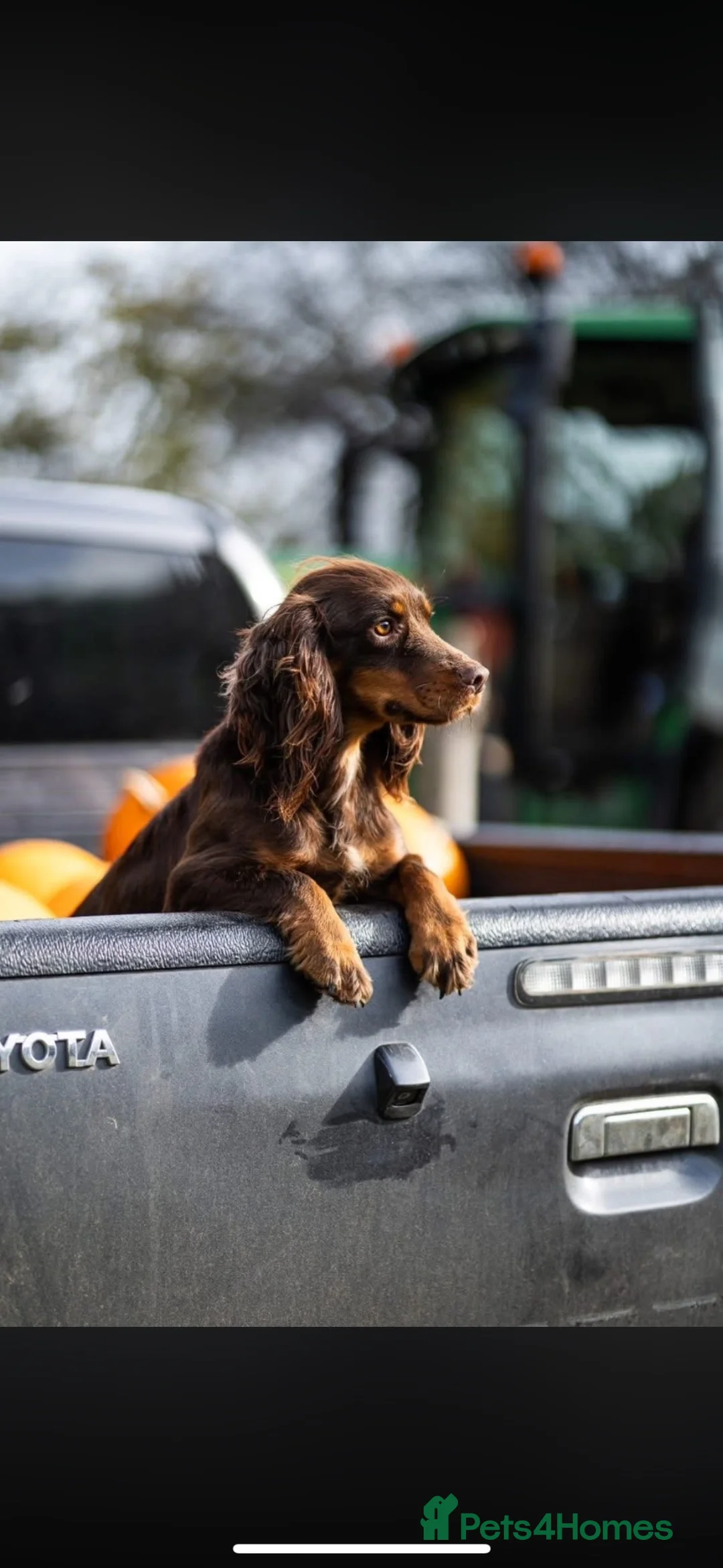Cocker Spaniel dogs for sale: Stunning red KC working cocker puppies  - Advert 2