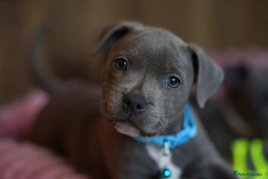 Staffordshire Bull Terrier dogs for sale: Stunning KC Staffy Puppies 🔥 - Advert 1