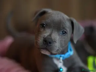 Staffordshire Bull Terrier dogs Stunning KC Staffy Puppies 🔥 - Advert 3