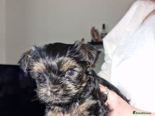 Yorkshire Terrier dogs Yorkshire terrier - Advert 1