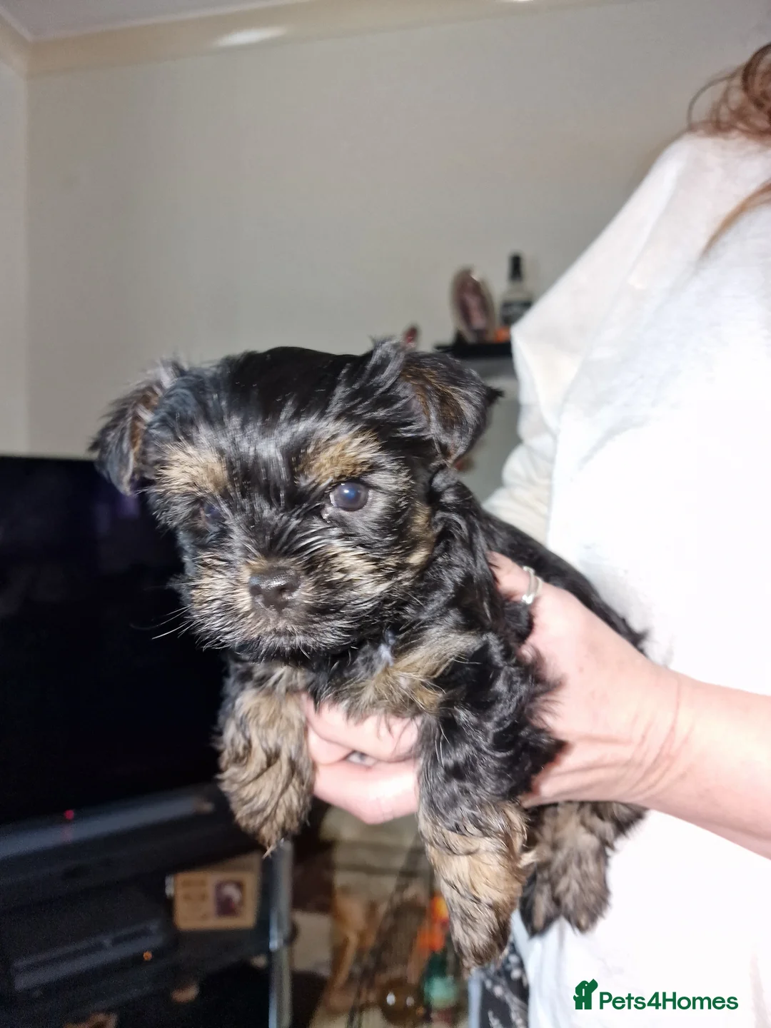 Yorkshire Terrier dogs for sale: Yorkshire terrier  - Advert 1