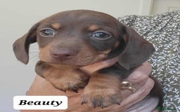Miniature Dachshund dogs for sale: QUALITY MINIATURE DACHSHUND SMOOTH PUPS - Image 24