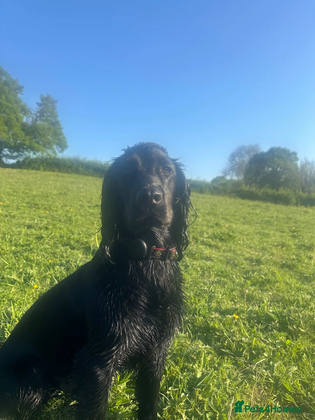 Cocker Spaniel dogs for stud: For stud beautiful black working cocker spaniel  - Advert 5
