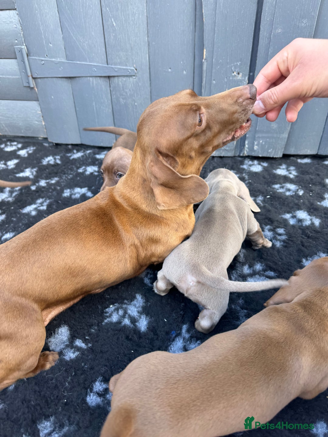 Miniature Dachshund dogs for sale: Miniature Dachsund Puppies (licensed breeder) - Image 28
