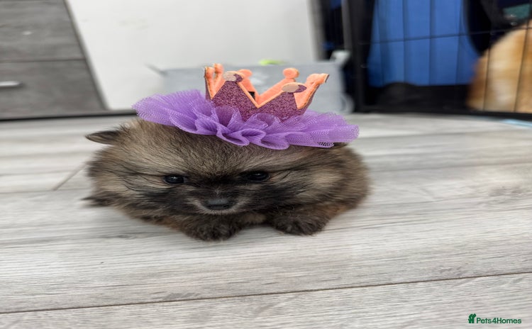 Pomeranian dogs - Advert 1