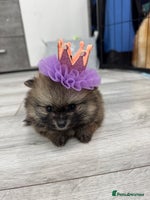 Pomeranian dogs - Advert 4