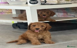 Cockapoo dogs for sale: 5 Adorable Fox Red & Apricot Cockapoo Puppies - Image 26