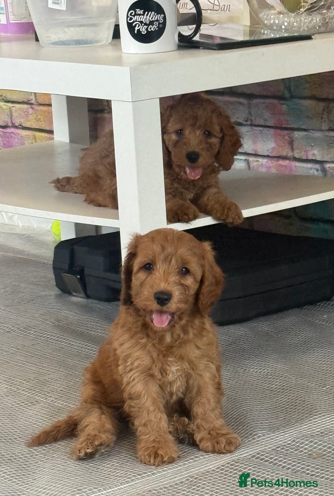 Cockapoo dogs for sale: 5 Adorable Fox Red & Apricot Cockapoo Puppies - Image 26