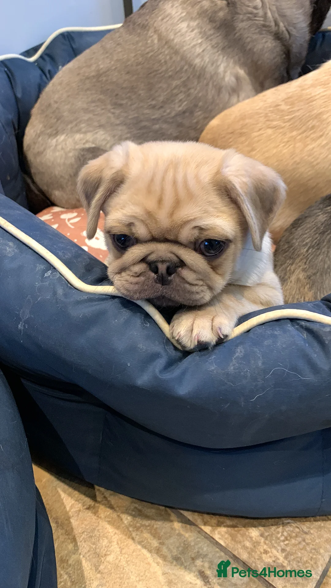 Pug dogs for sale: Beautiful male pug puppy  - Advert 3