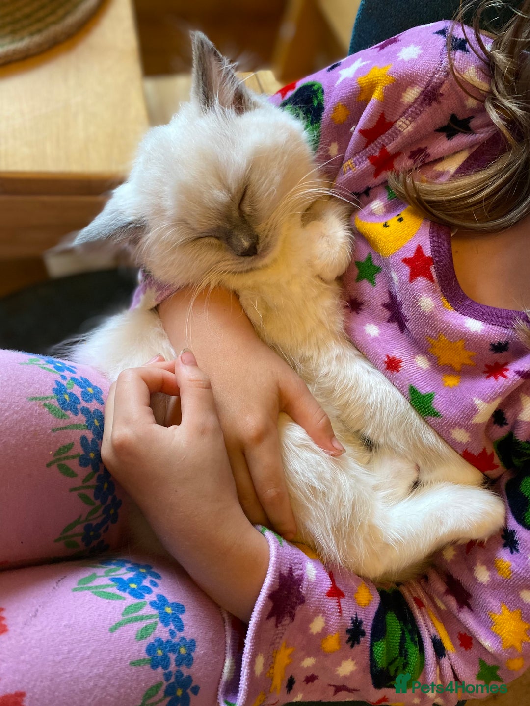 Ragdoll cats for sale: Friendliest Pedigree Ragdoll Kittens  - Image 7