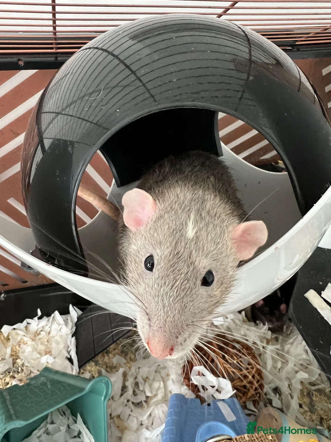 Rat rodents for sale: Two lovely Male rats free to a loving home. in Plymouth - Advert 1