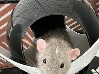 Rat rodents Two lovely Male rats free to a loving home. - Advert 2