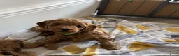 Cockapoo dogs for sale: F1 Cockapoo Puppies - Advert 5
