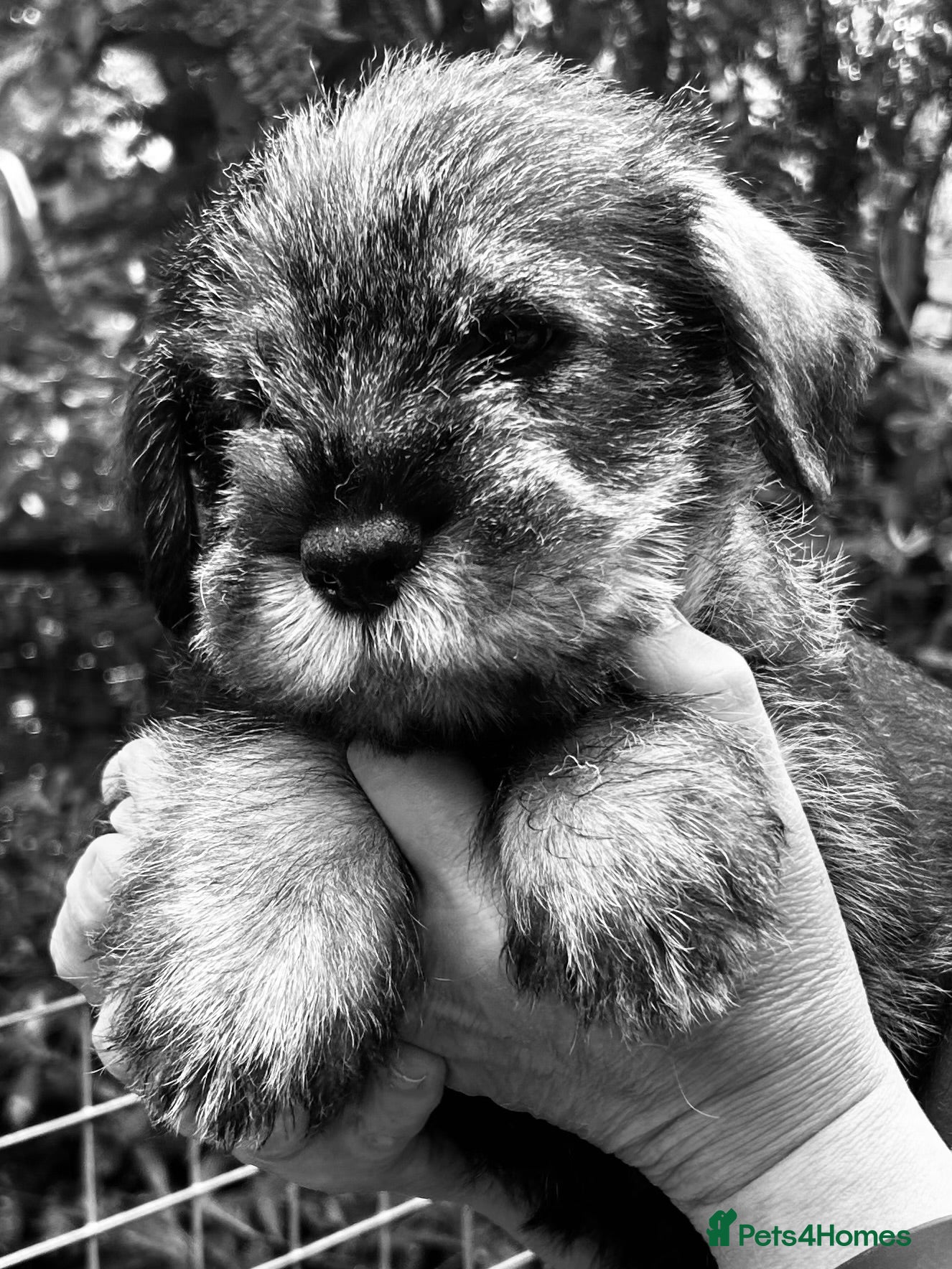 Schnauzer dogs KC reg , 1st vac male standard schnauzer  - Advert 3