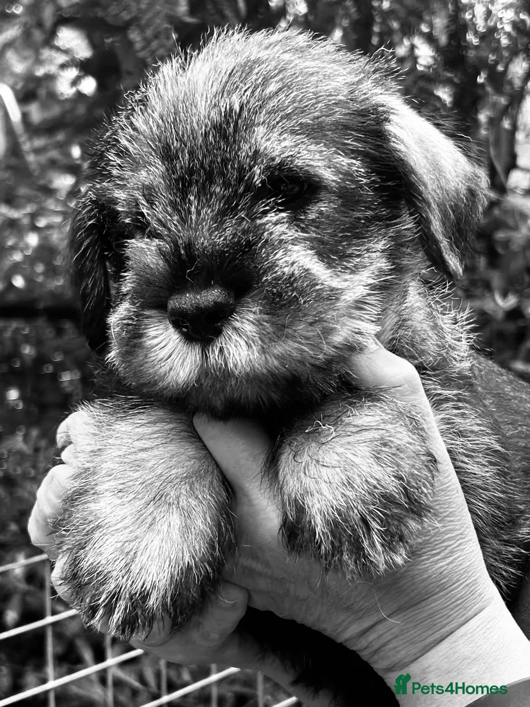 Schnauzer dogs for sale: KC reg , 1st vac male standard schnauzer  - Advert 1