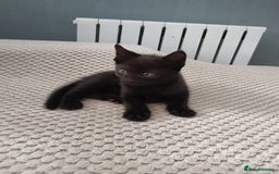 Mixed Breed cats for sale: Wonderful black male kitten - Image 1