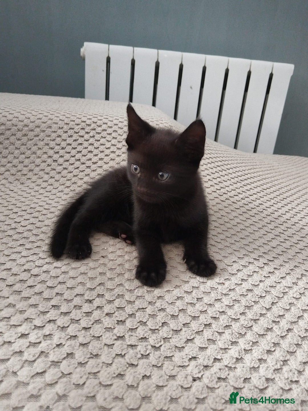 Mixed Breed cats for sale: Wonderful black male kitten - Image 1
