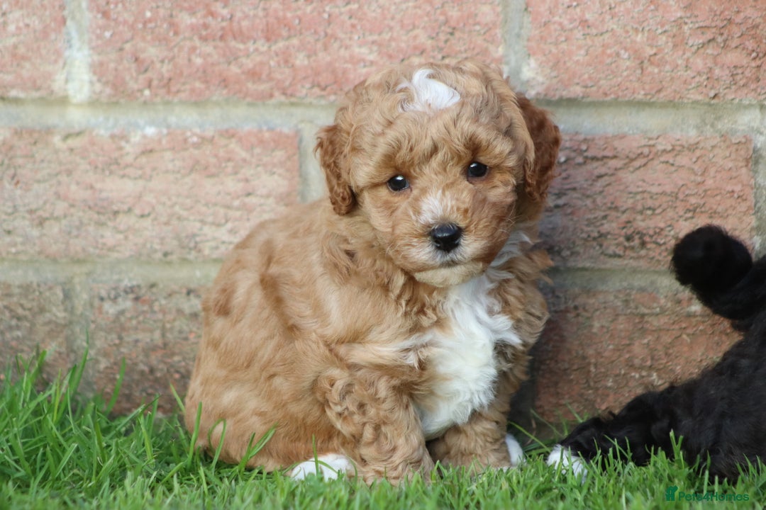 Cavapoochon dogs for sale: Cavapoochon puppies for sale - Image 27