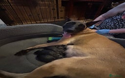 Belgian Shepherd Dog dogs for sale: Belgian Malinois puppy LILO - Image 9