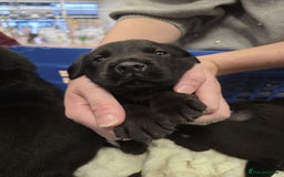 Mixed Breed dogs for sale: German shepherd x Working Labrador puppies  - Advert 23