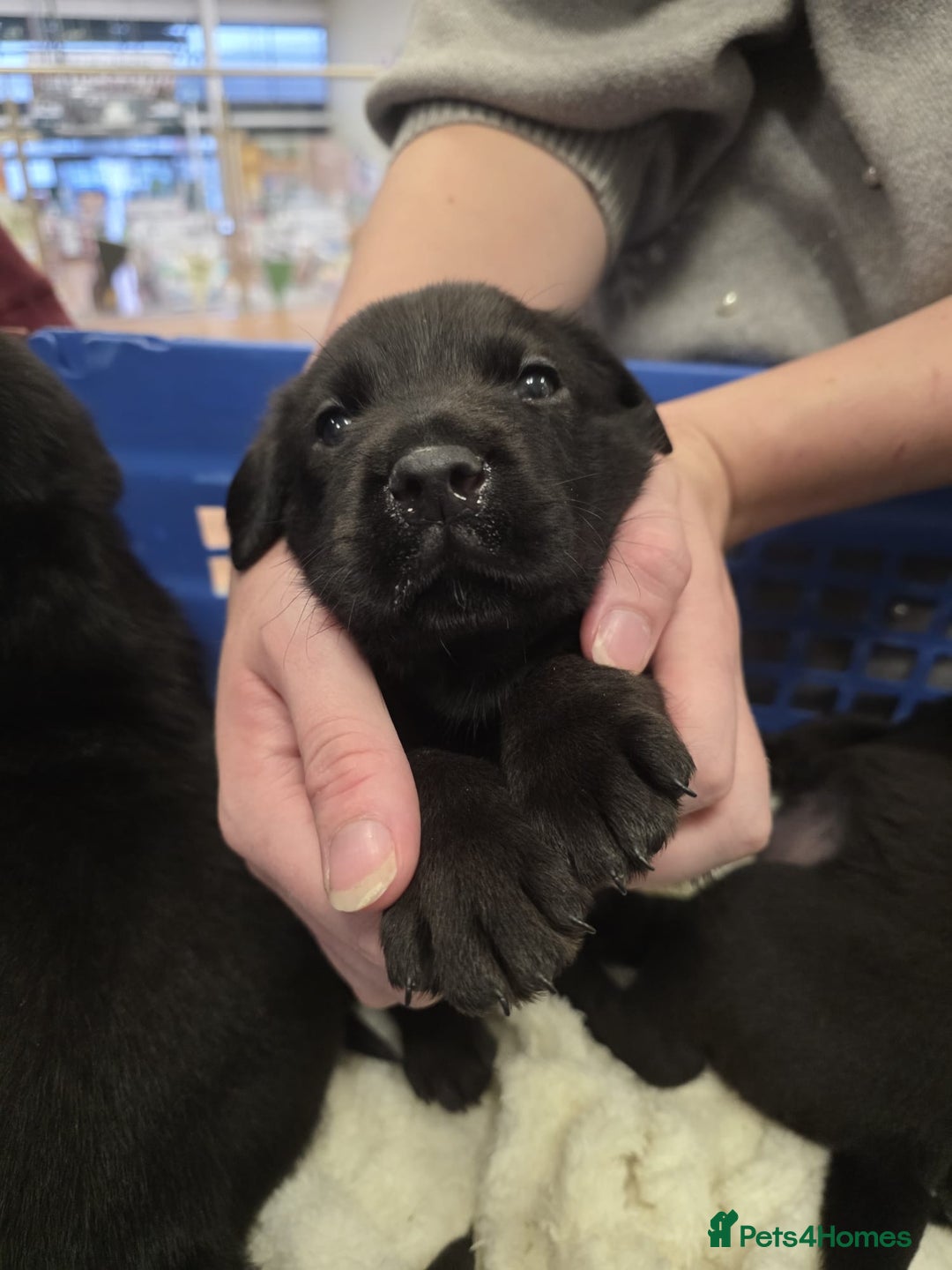 Mixed Breed dogs for sale: German shepherd x Working Labrador puppies  - Advert 23