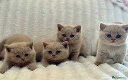 British Shorthair cats for sale: Champion sired Fawn British shorthair kittens - Image 1