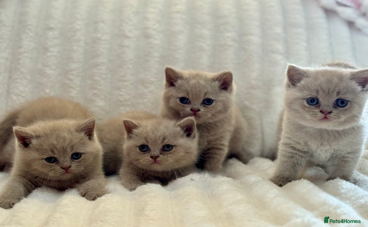 British Shorthair cats - Advert 16