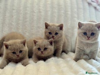 British Shorthair cats - Advert 24