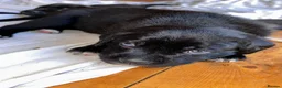 Cane Corso dogs for sale: Cane corso puppies  - Advert 9