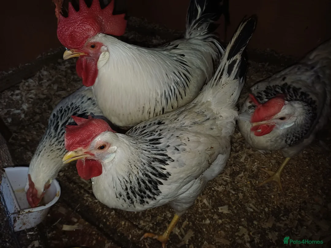 Chickens poultry for sale: Colombian leghorn eggs - Advert 1