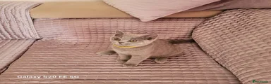 British Shorthair 1
