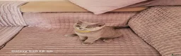 British Shorthair cats for sale: British Short Hair Kittens Ready To Go  - Advert 14
