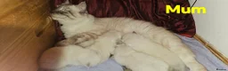 Siberian cats for sale: Beautiful Siberian Kittens - Advert 17