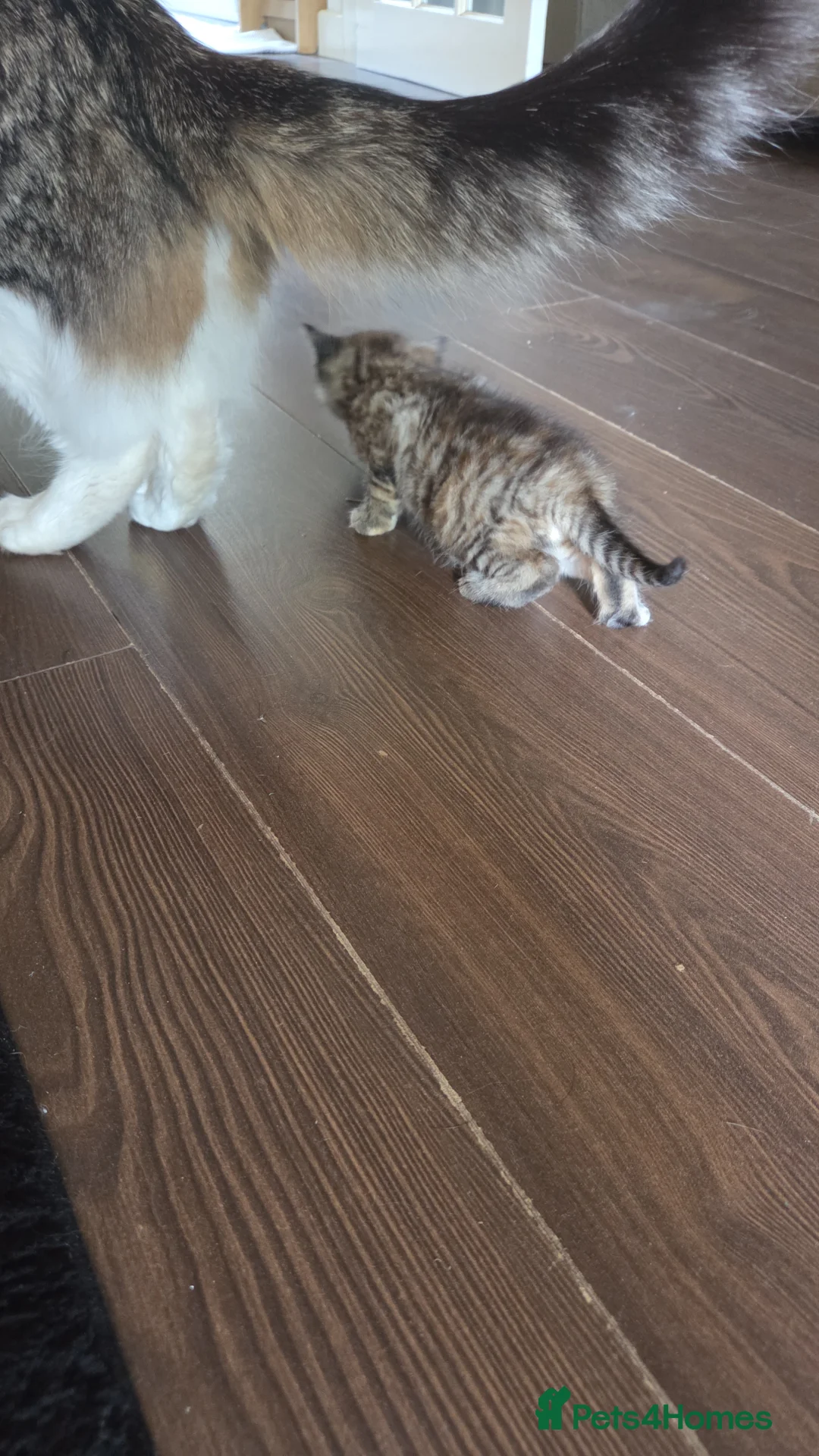 Mixed Breed cats for sale: Lovely male kitten - Advert 7