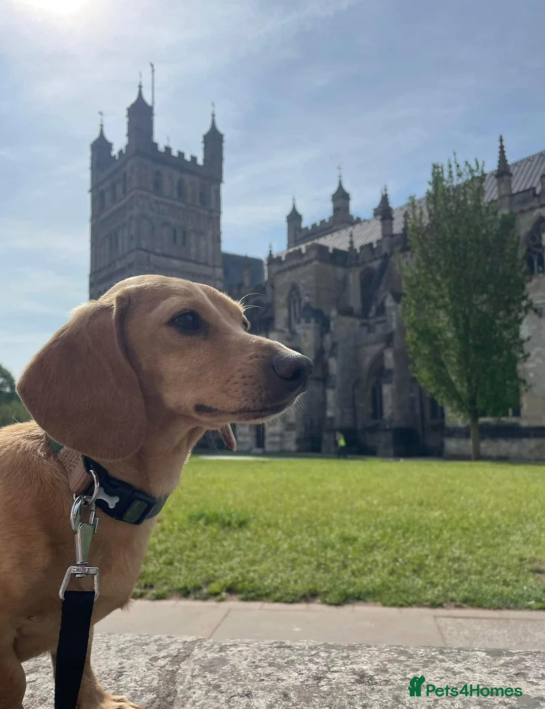 Miniature Dachshund dogs for stud: Cream Miniature Dachshund Stud in Newton Abbot - Advert 5