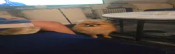 Pomeranian dogs for sale: Lovely Pomeranian looking for loving home - Advert 5