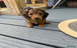 Dachshund dogs for sale: KC Registered Quality Mini Dachshunds long hair  - Image 23