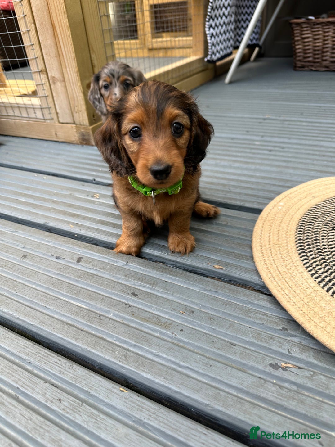 Dachshund dogs for sale: KC Registered Quality Mini Dachshunds long hair  - Image 23