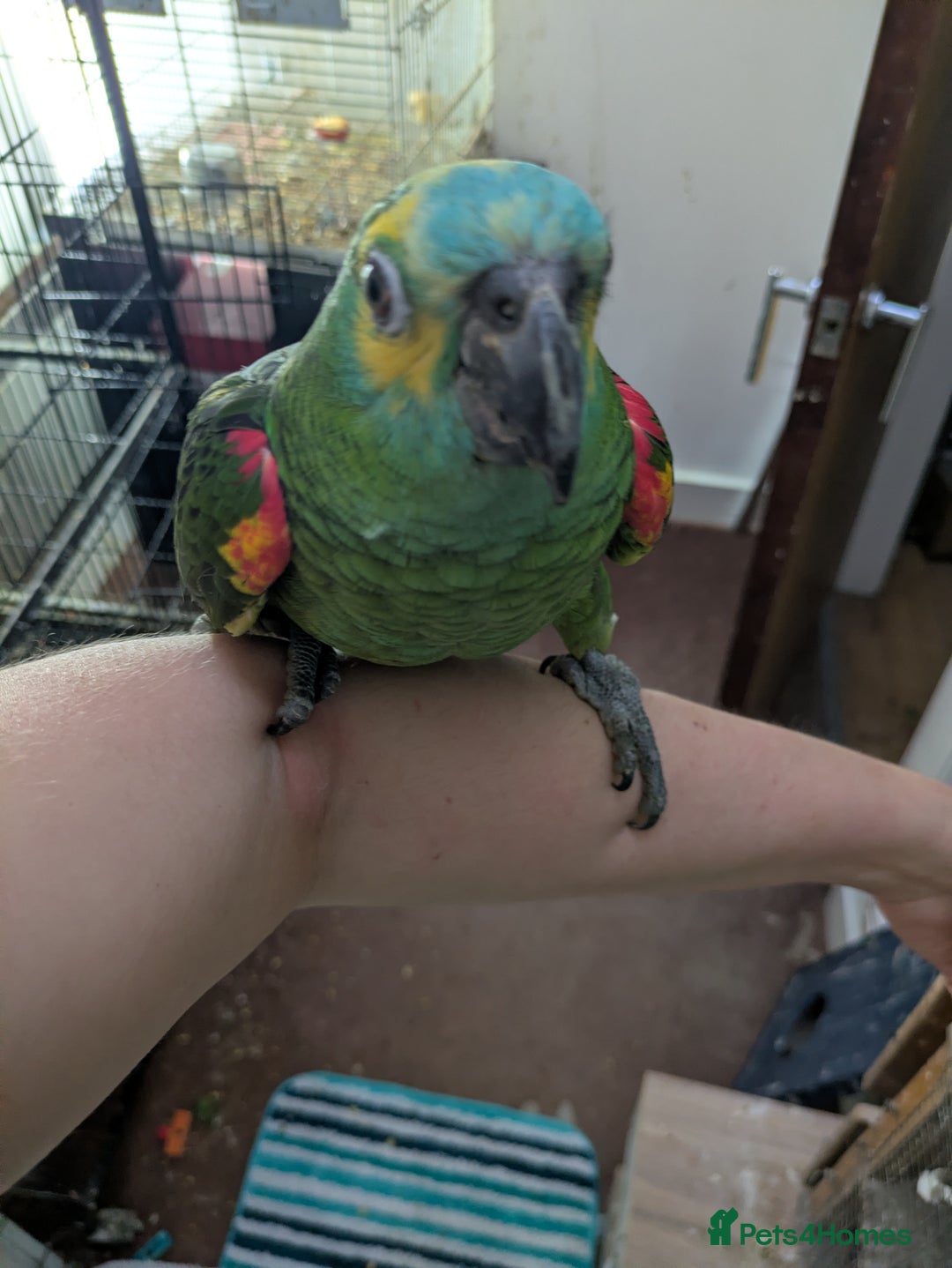 Parrots birds for sale: Hand reared super friendly blue fronted Amazons  - Advert 1