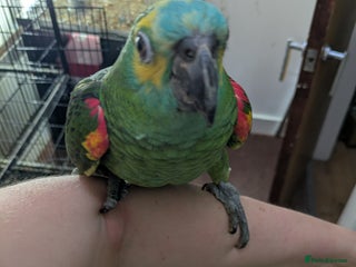 Parrots birds Hand reared super friendly blue fronted Amazons - Advert 1