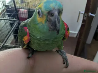 Parrots birds Hand reared super friendly blue fronted Amazons - Advert 18