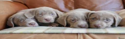 Labrador Retriever dogs for sale: Stunning Health Tested Silver Labrador Puppies - Advert 11