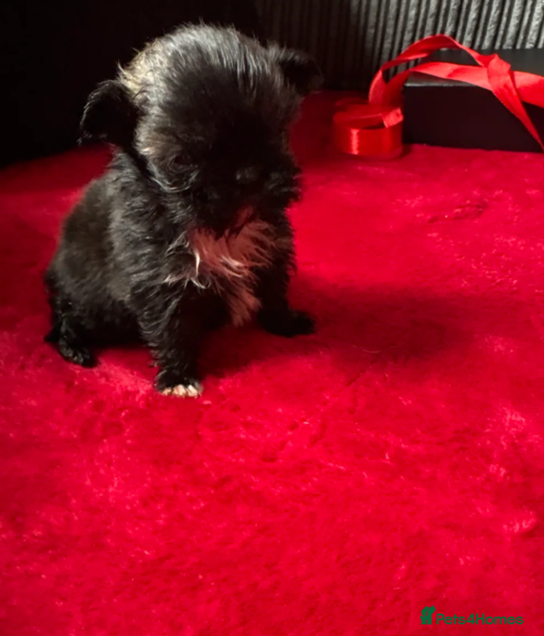 Shih Tzu dogs for sale: Shih Tzu - Advert 9