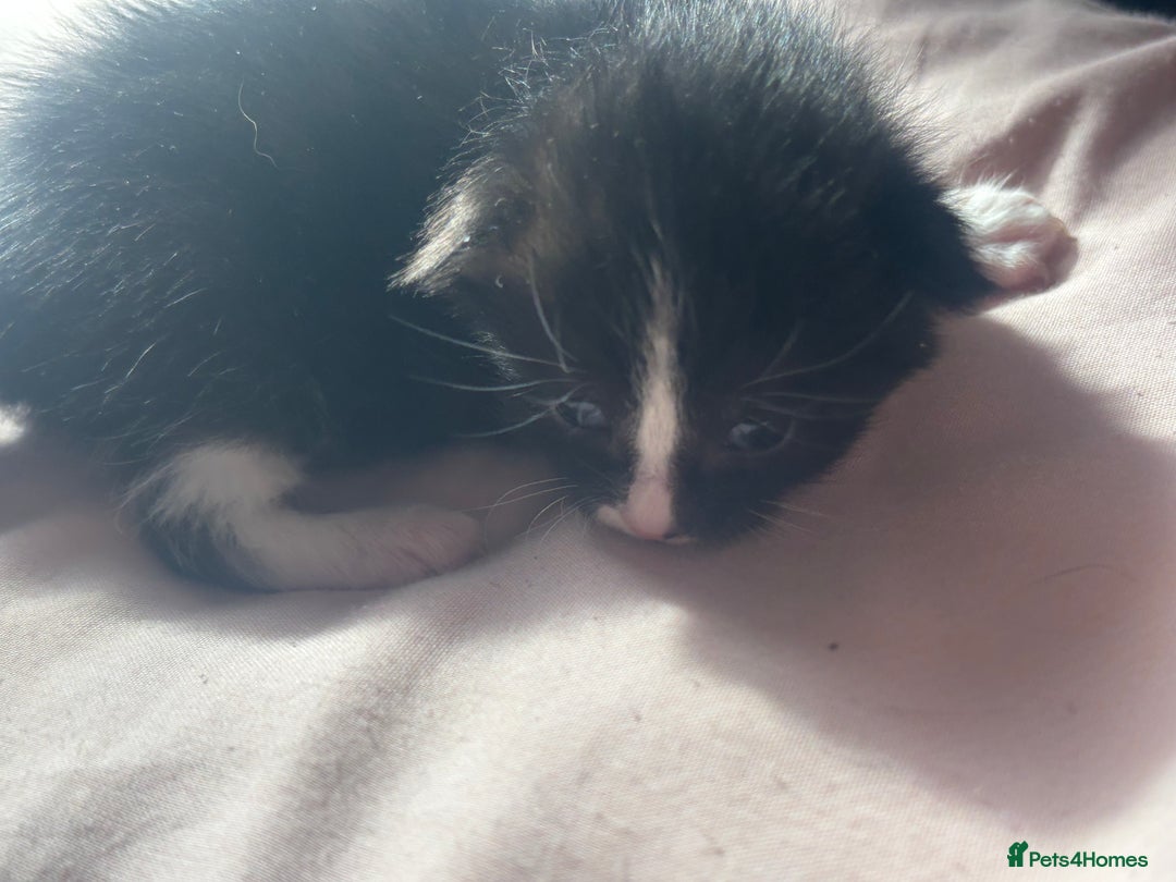 Bombay cats for sale: Kittens for sale  - Image 4