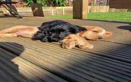 Cocker Spaniel dogs for sale: Show cocker spaniel pups  - Image 22