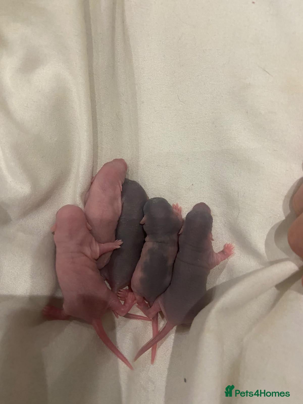Rat rodents Baby Rats - Siamese x Russian Blue Double Rex - Advert 12