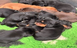 Cocker Spaniel dogs for sale: Show quality pups available  - Image 2