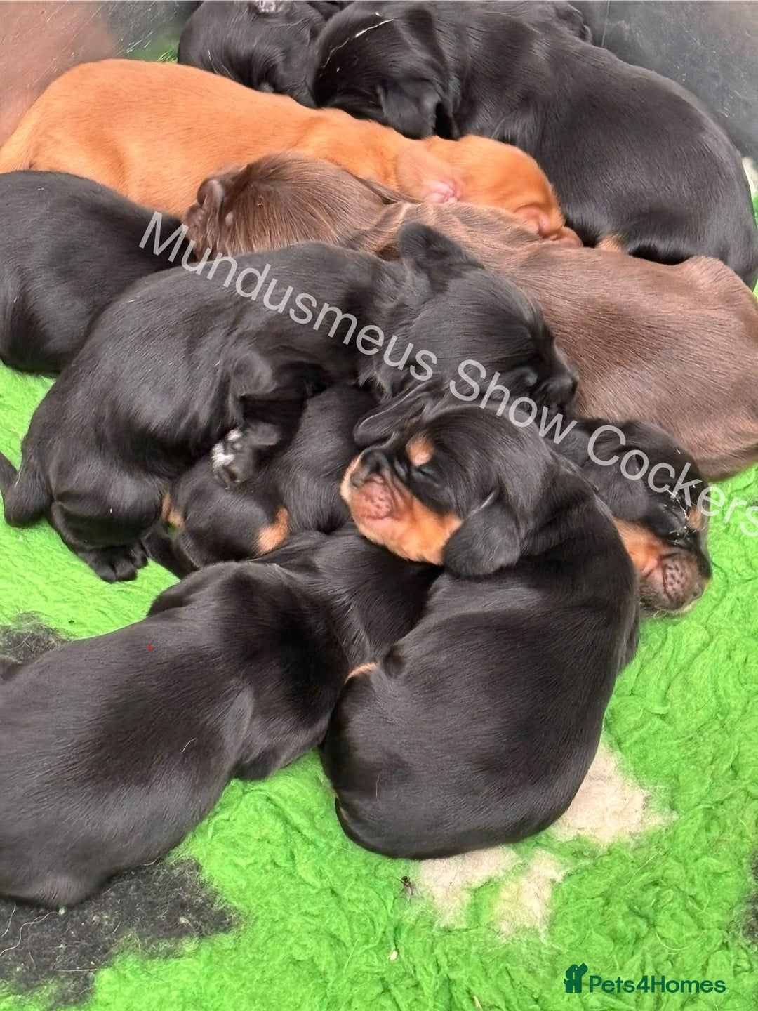 Cocker Spaniel dogs for sale: Show quality pups available  - Image 2